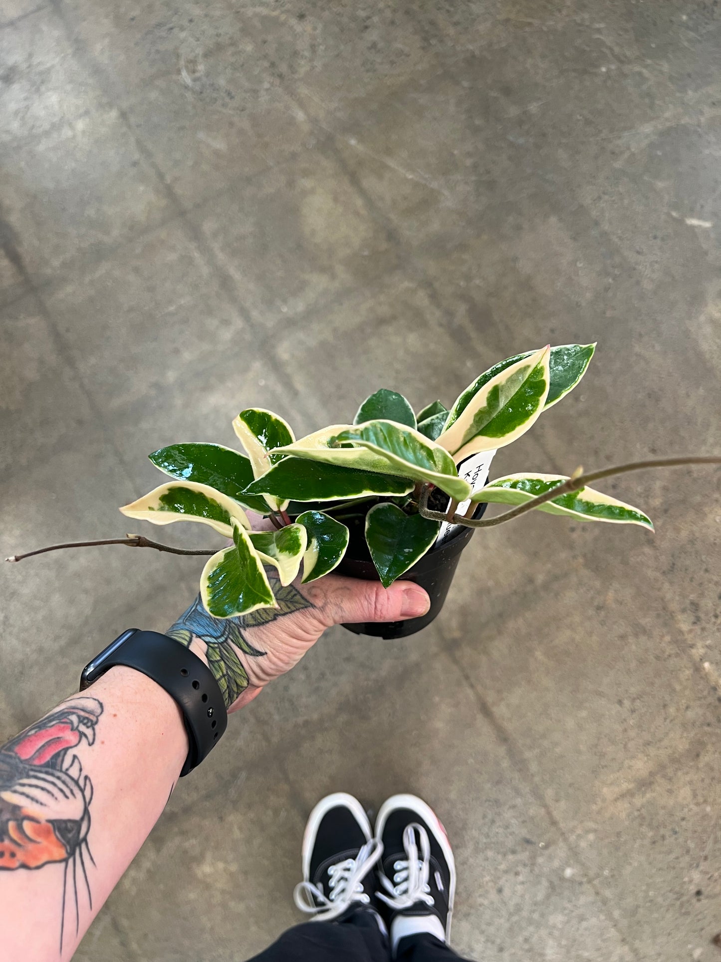 Hoya Krimson Queen