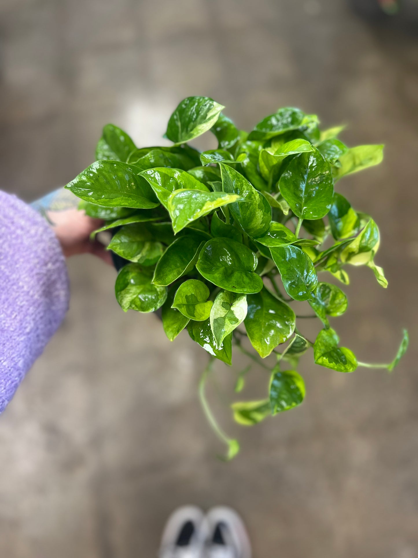 Pothos Lemon Meringue