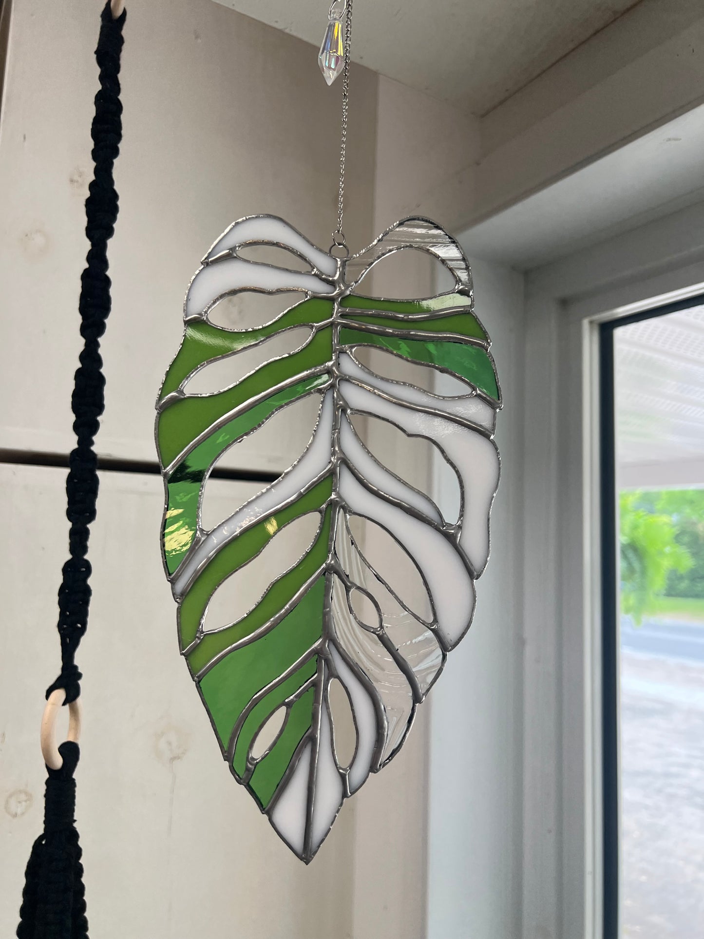 Vitrail Monstera Adansonii Albo