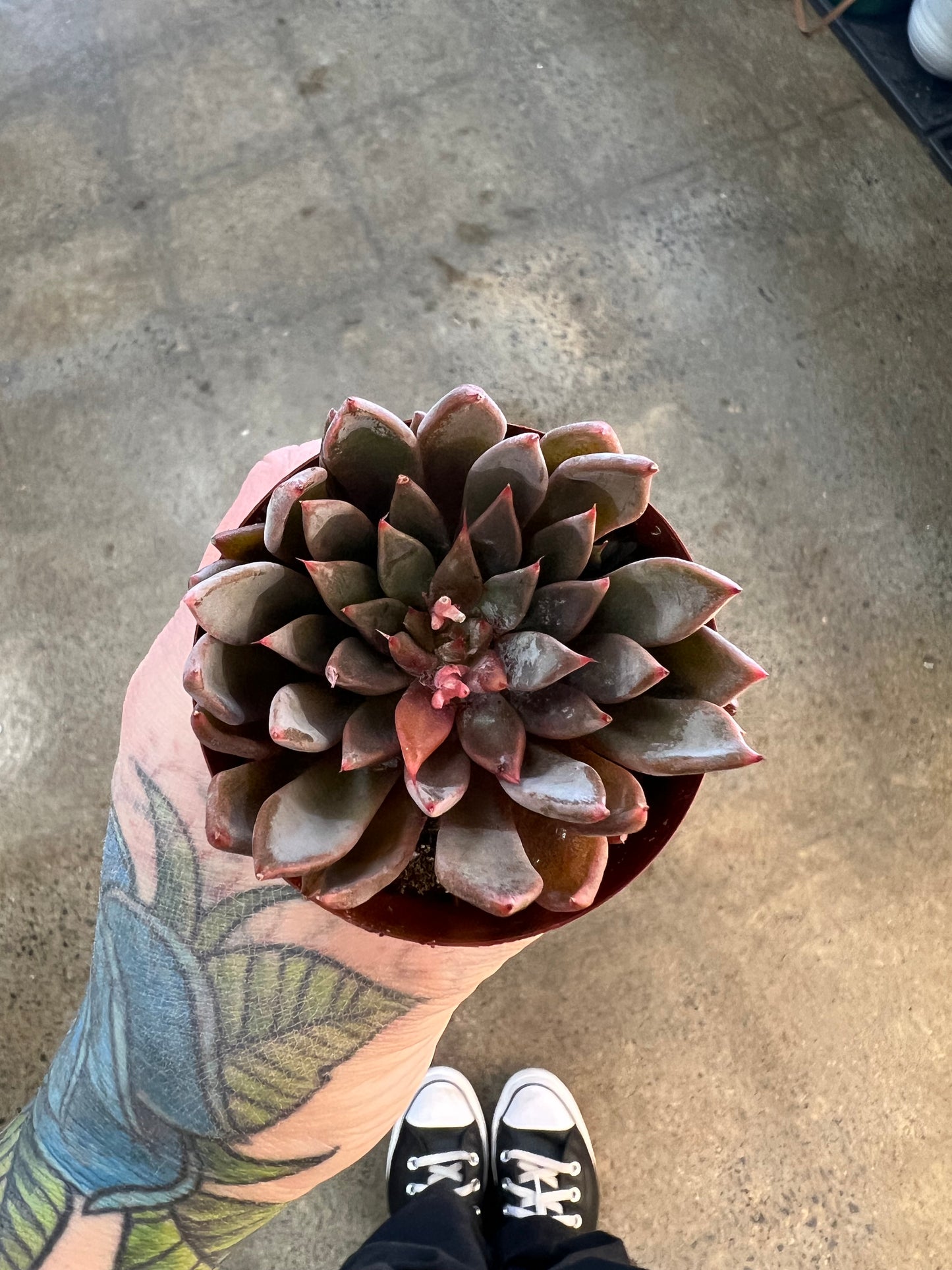 Echeveria Barca
