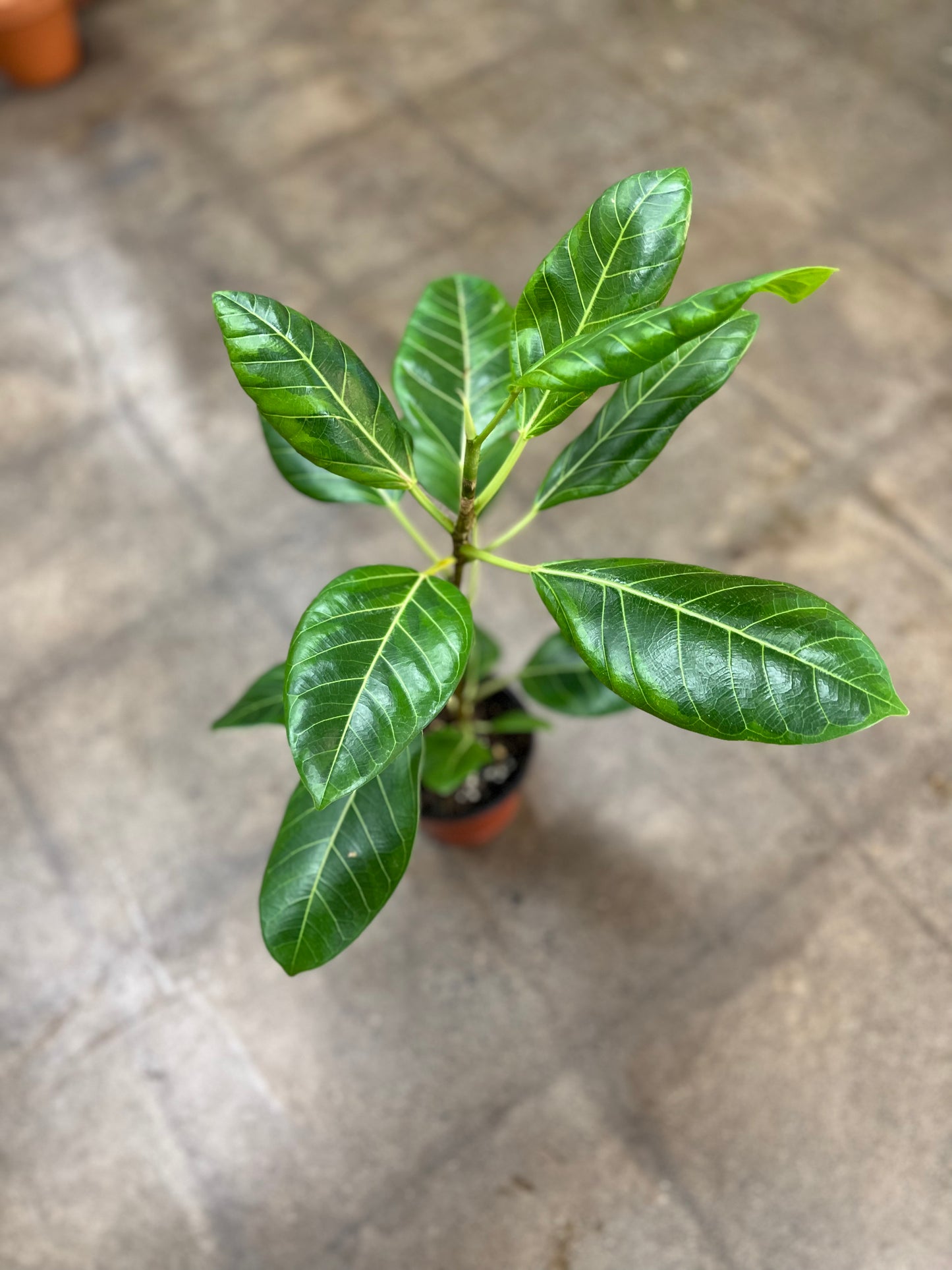 Ficus Altissima