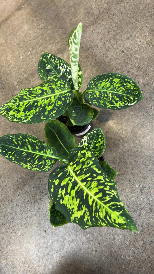 Dieffenbachia Reflector