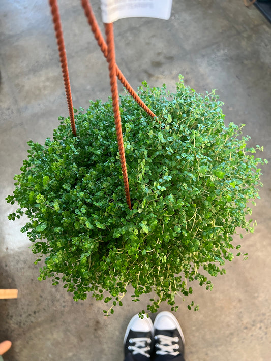 Pilea Baby tears