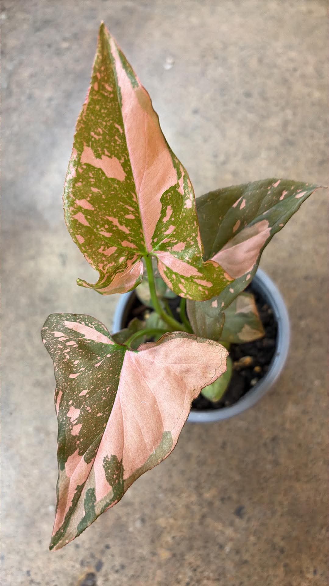 Syngonium Pink Splash
