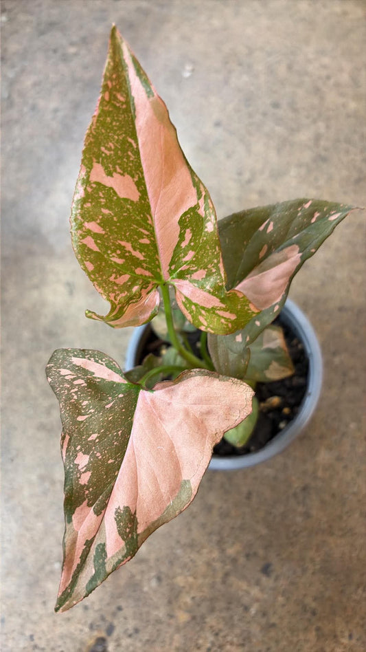 Syngonium Pink Splash
