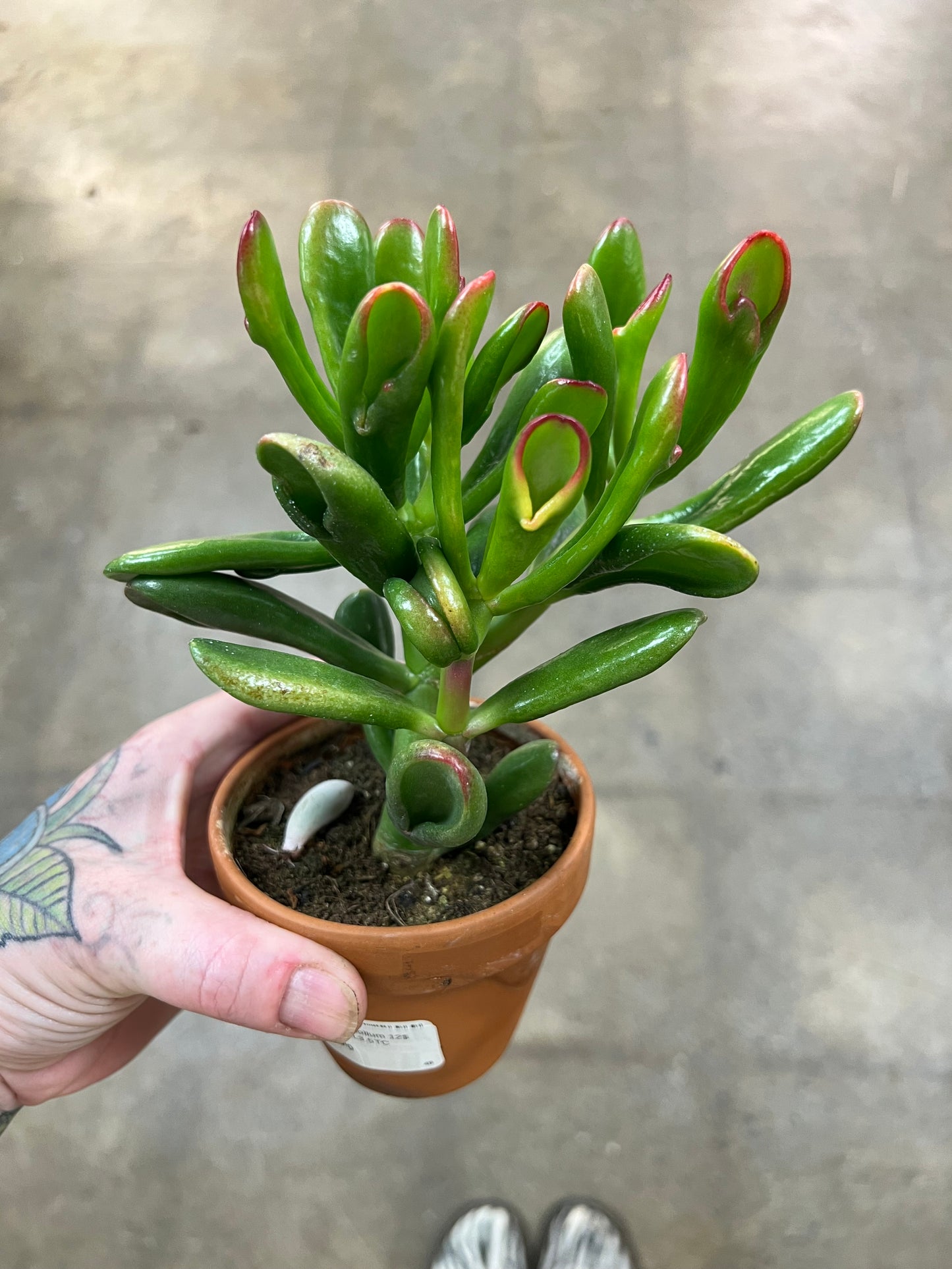 Crassula Ovata Gollum
