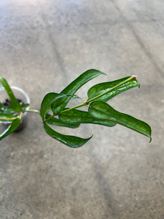 Hoya Pandurata Vietnam