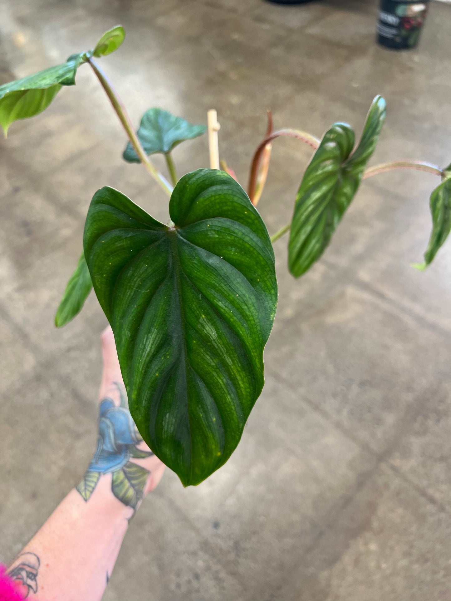 Philodendron Pastazanum Silver / Tuteur