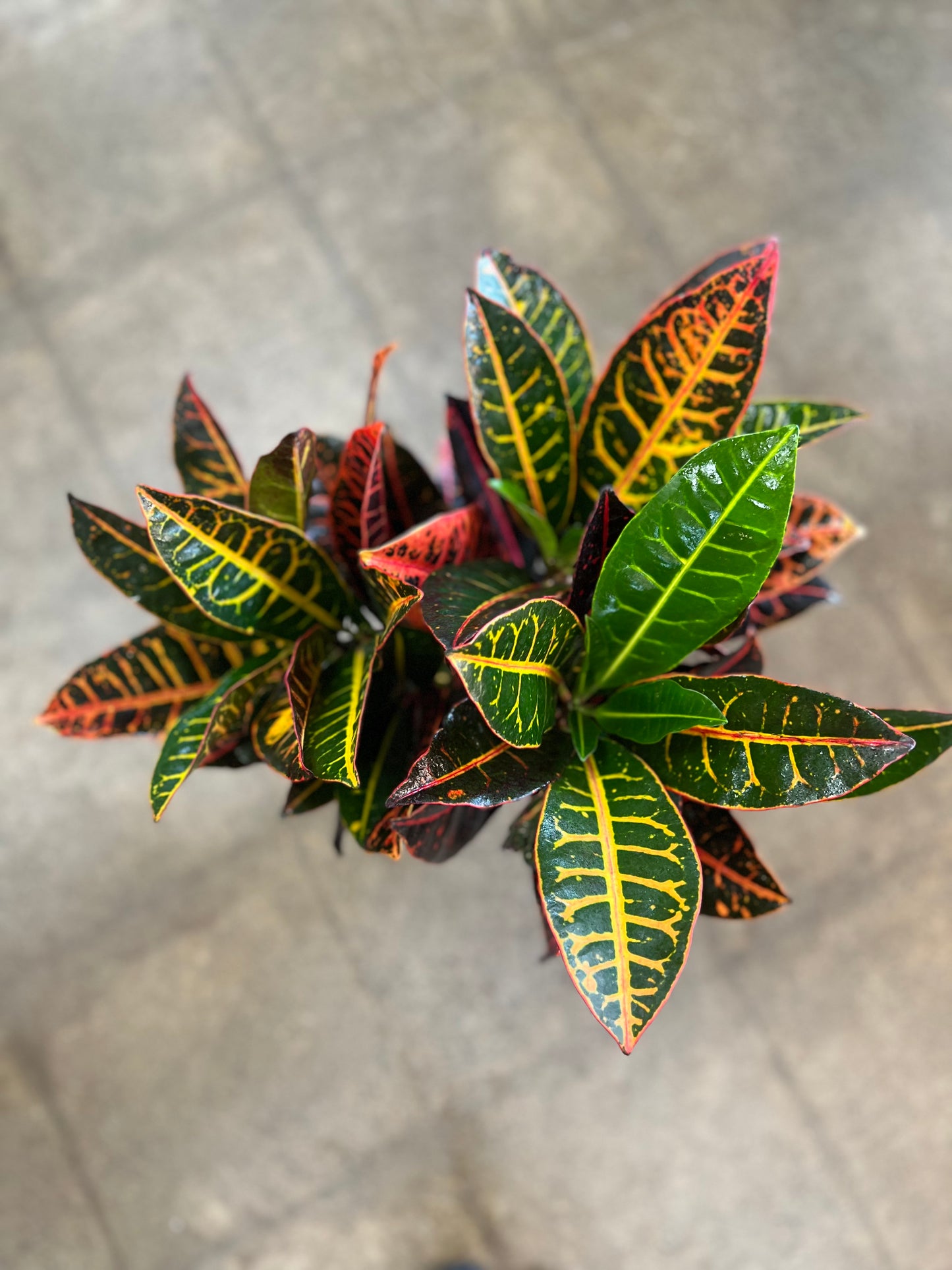 Croton Petra