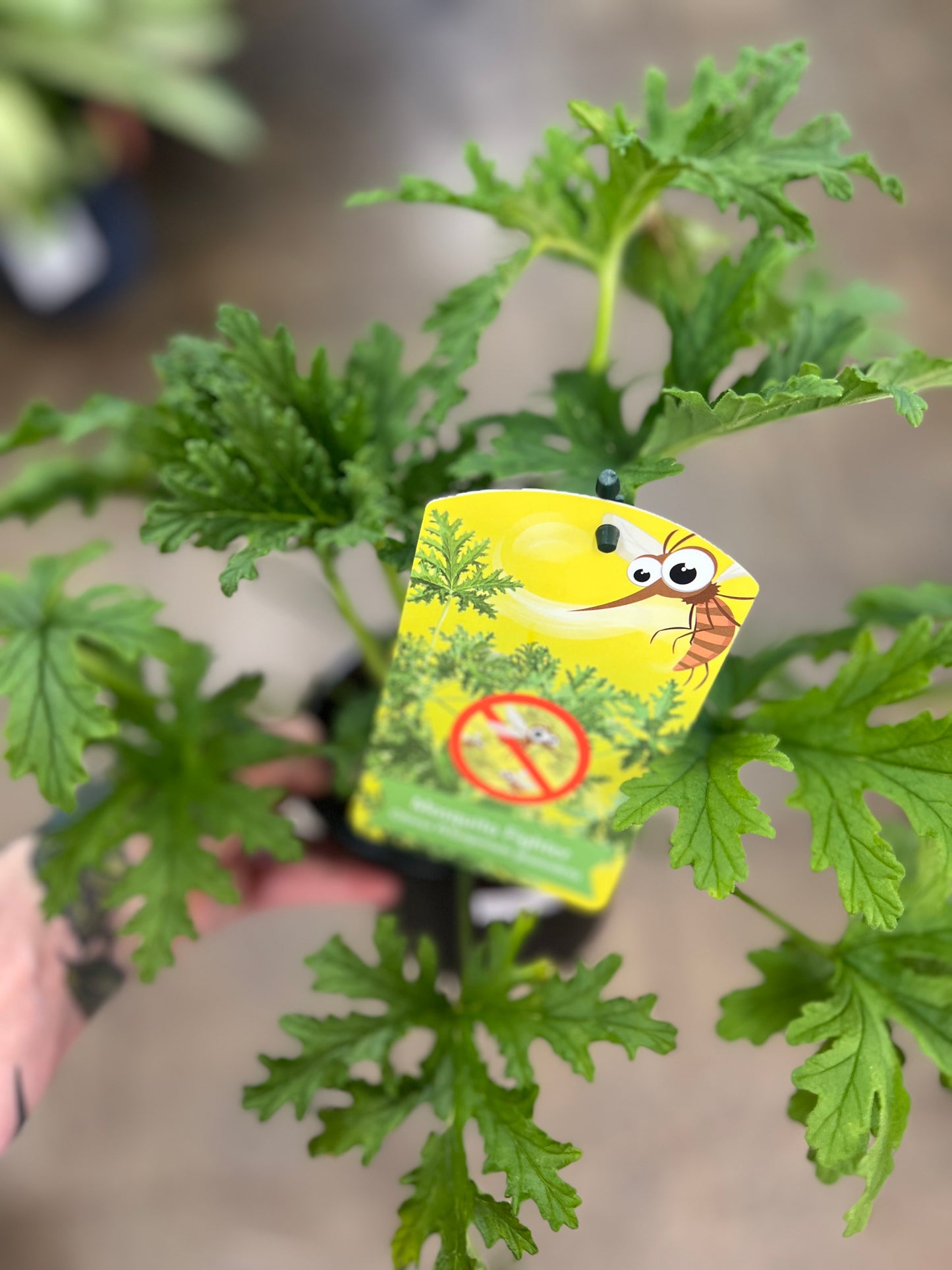 Geranium Citronnelle