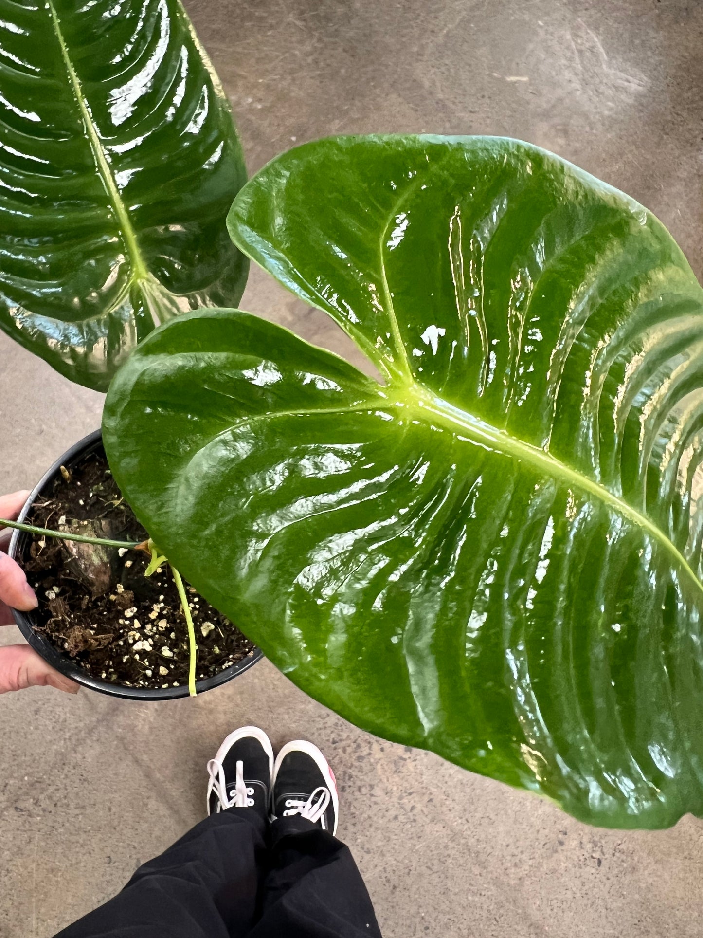 Anthurium Veitchii King