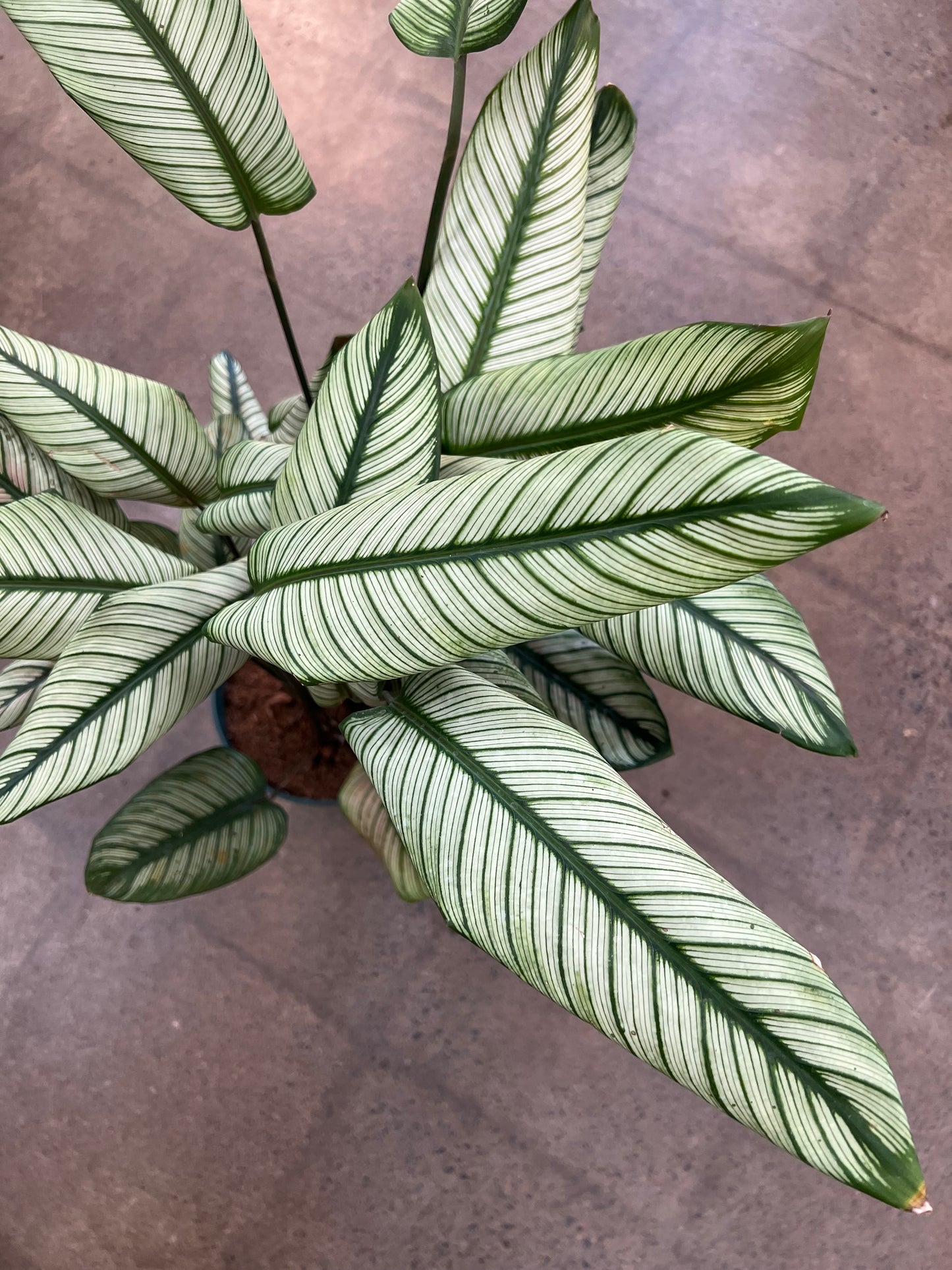 Calathea White Star