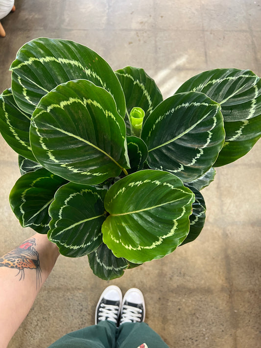 Calathea Green Beauty