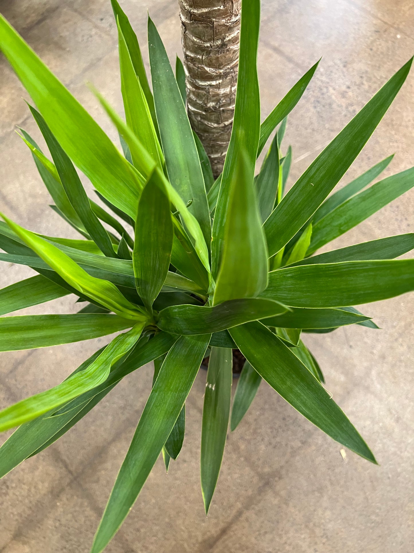 Yucca Cane 3'2'1'