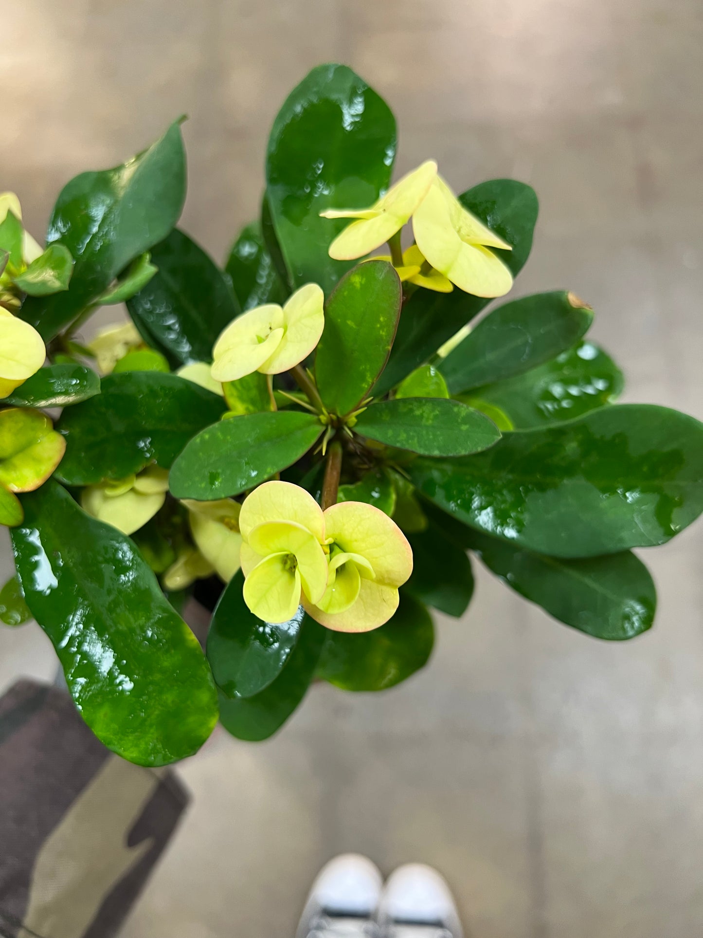 Euphorbia Milii Dinni