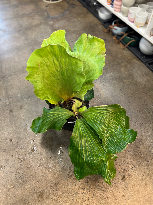 Fern Platycerium Elephanotis