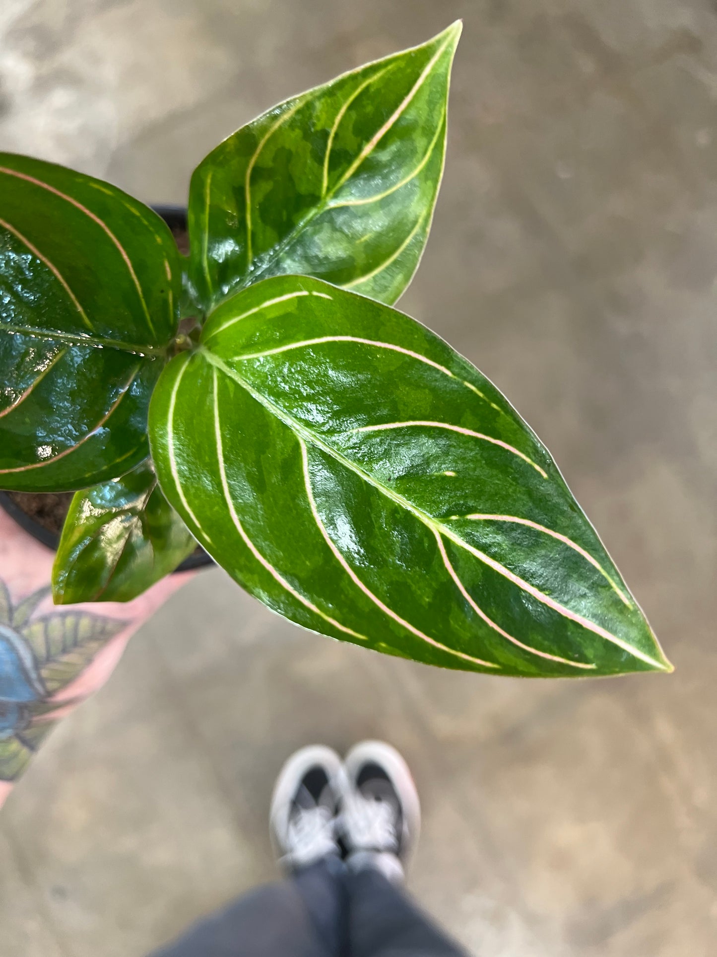 Aglaonema Red Army