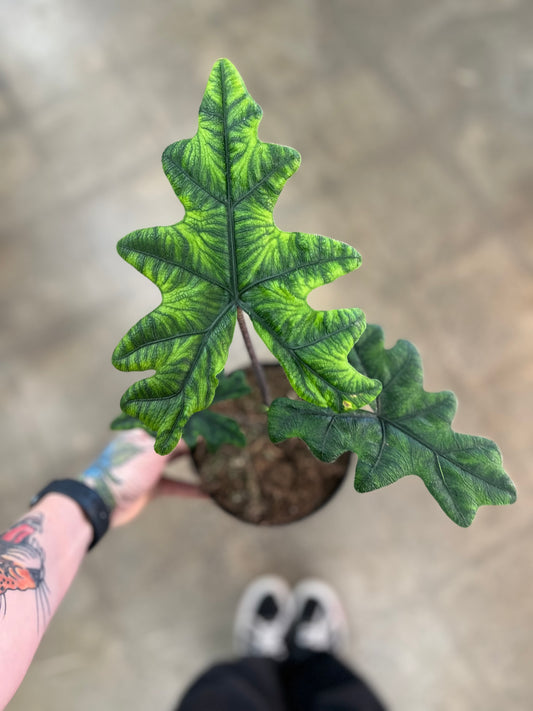 Alocasia Jacklyn