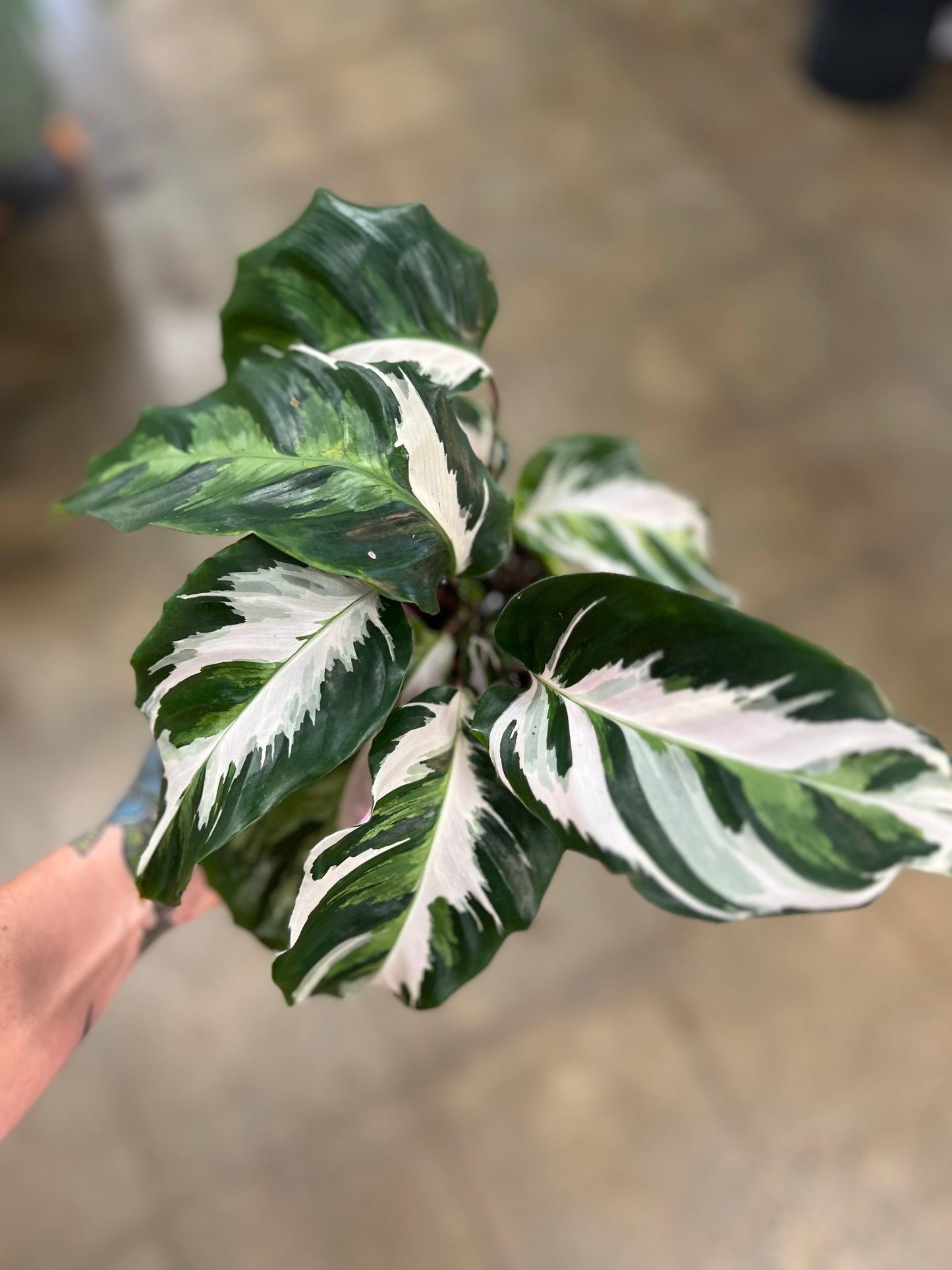 Calathea White Fusion