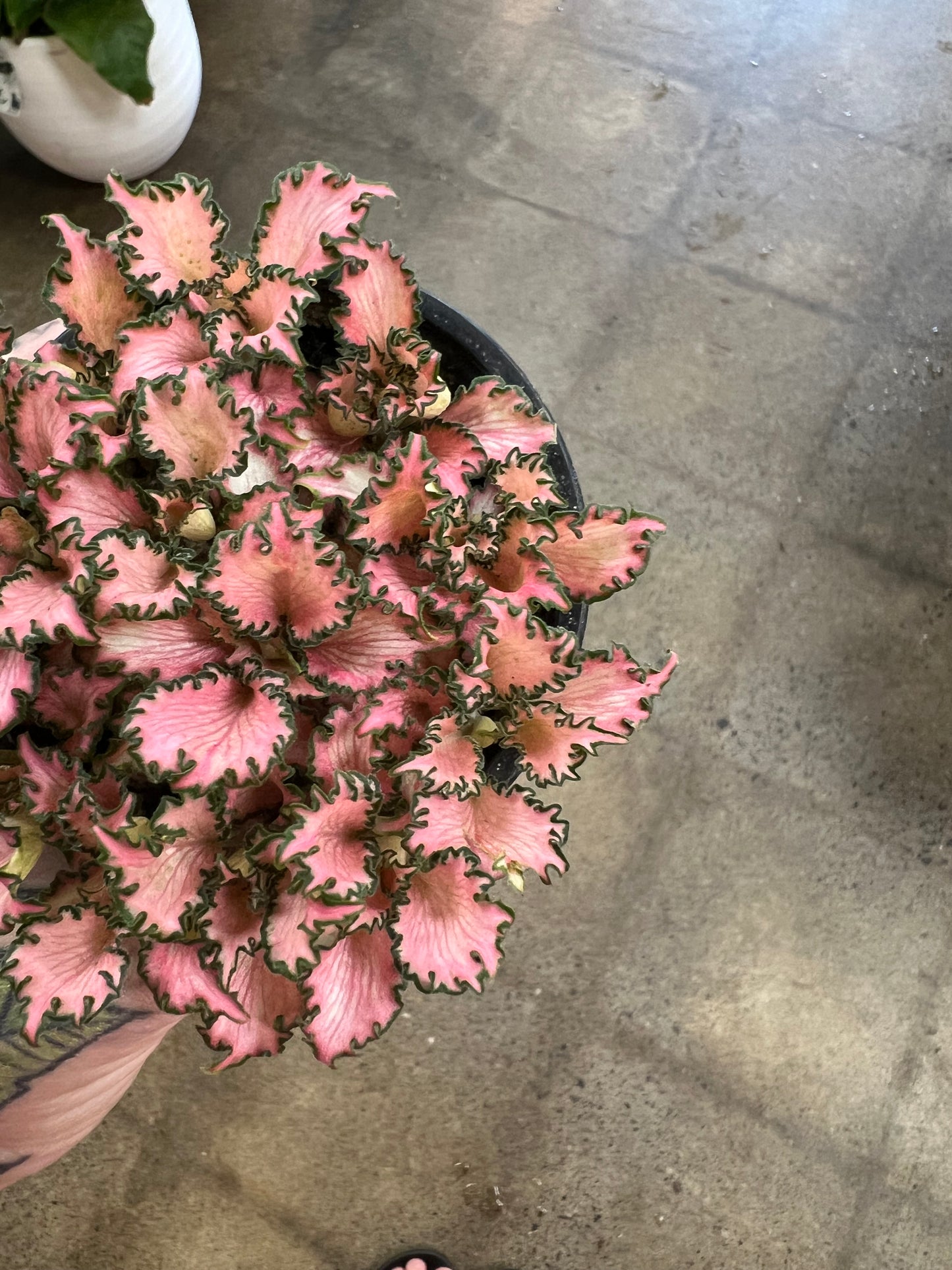 Fittonia Pink Anne