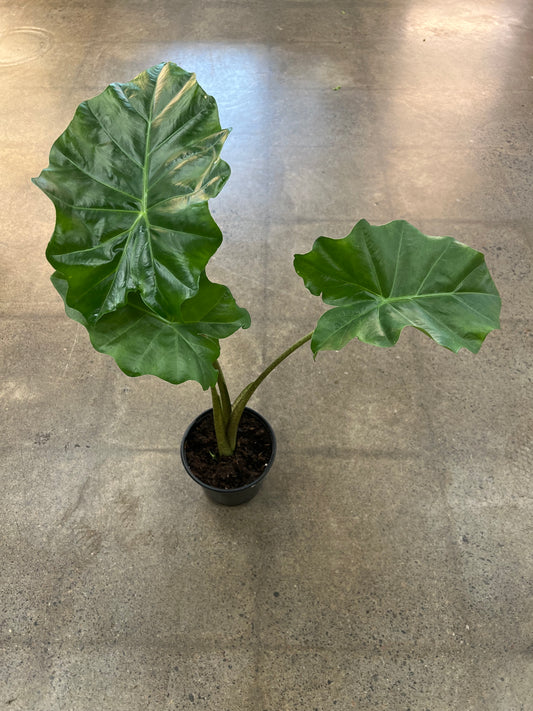 Alocasia Porto Dora