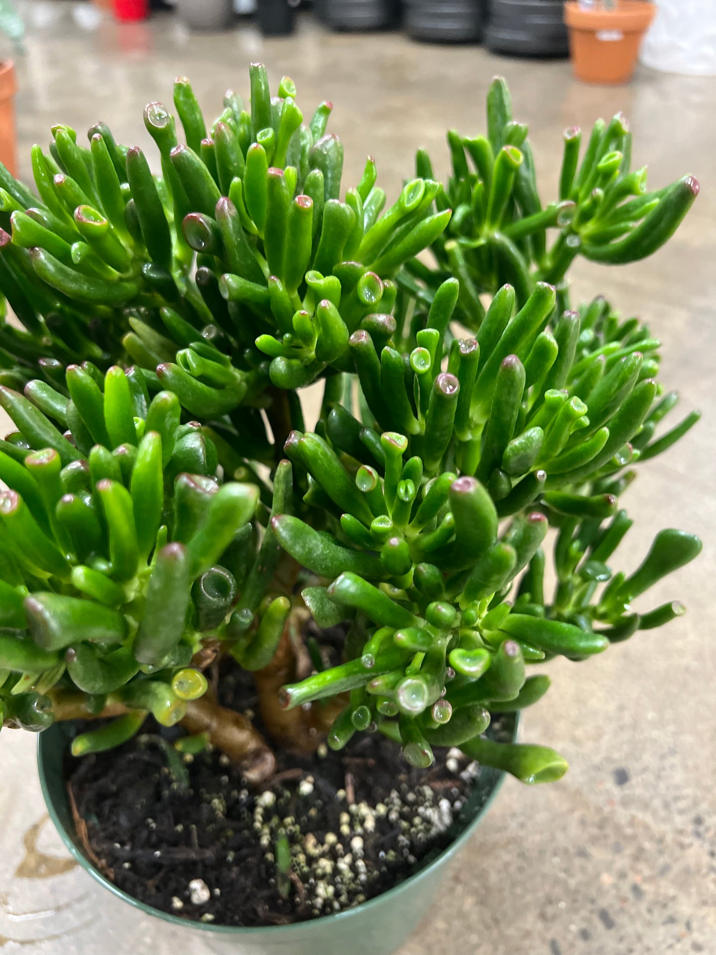 Crassula Gollum