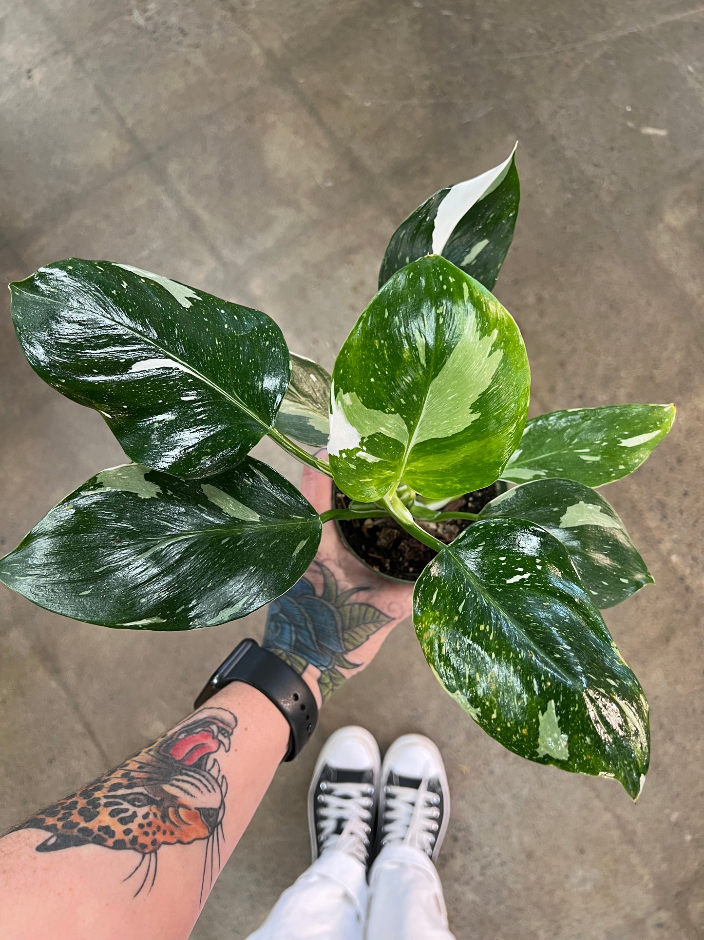 Philodendron White Wizard