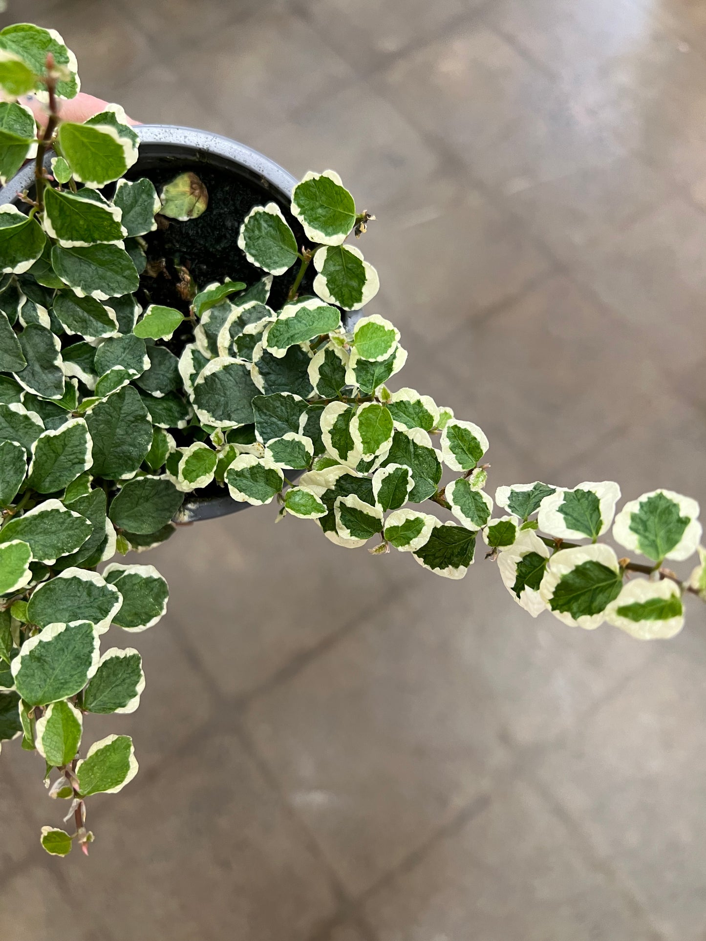 Ficus Pumila Variegated