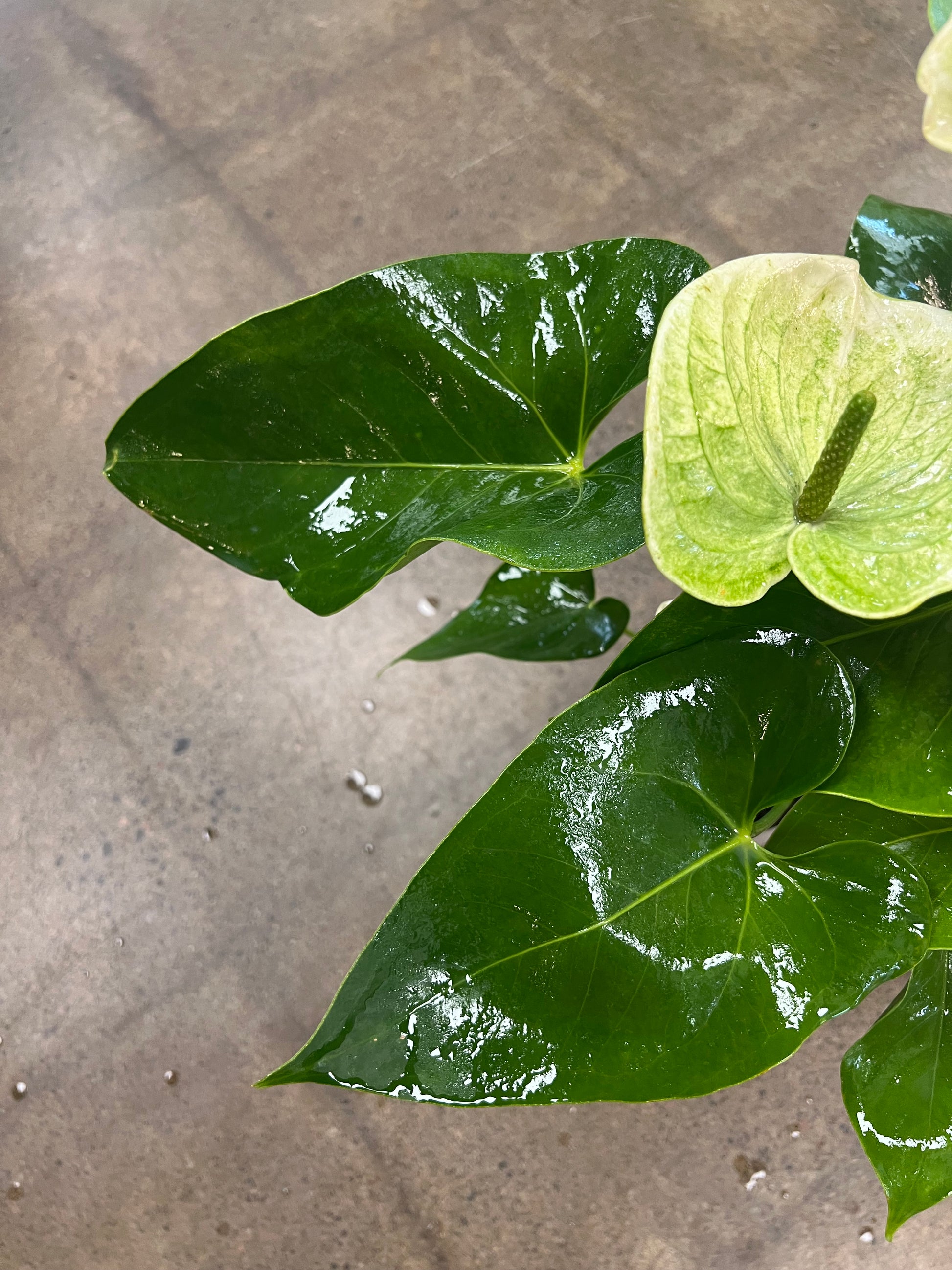 anthurium blanche Anthurium Blanc – jungleroseinc