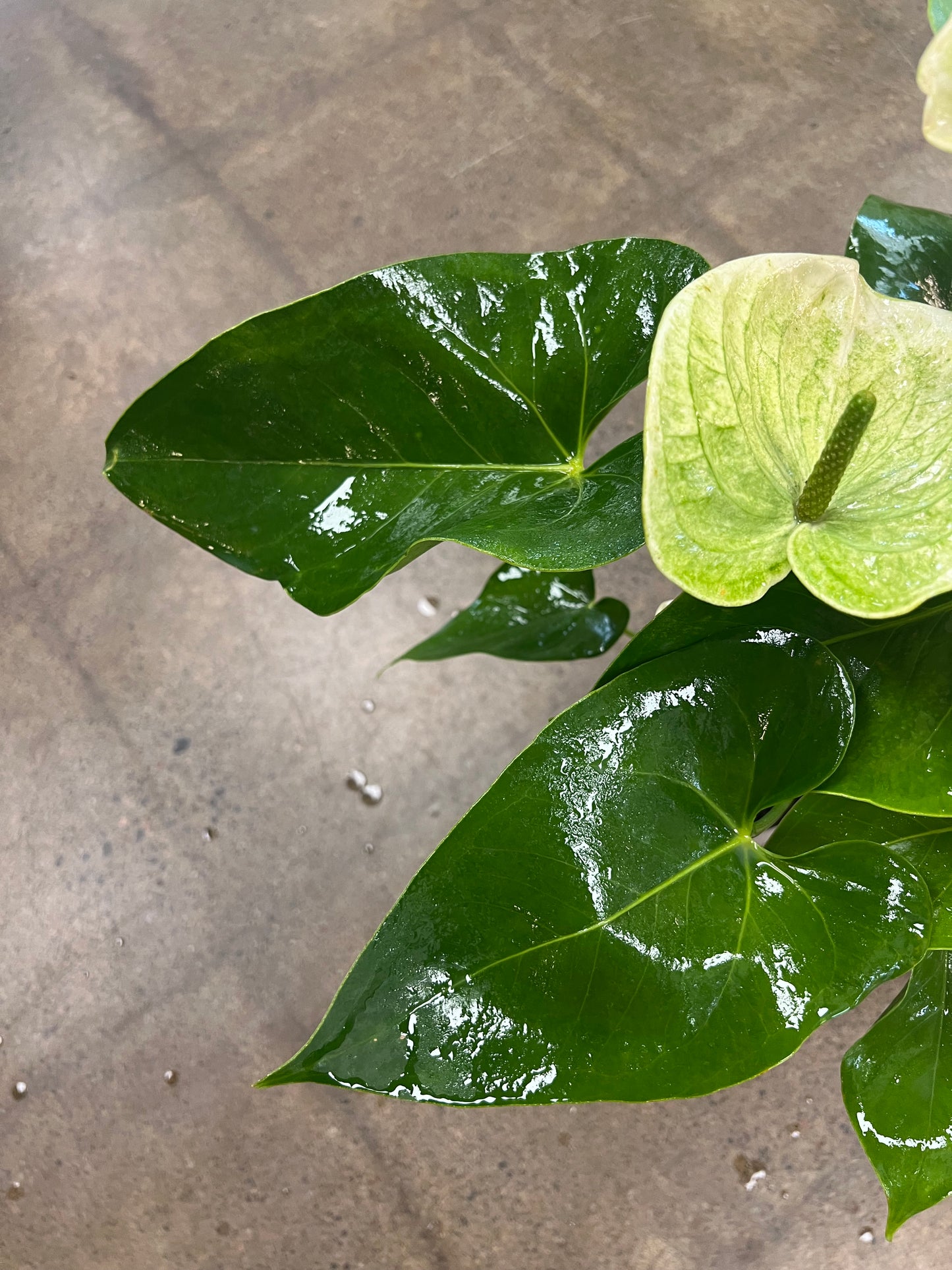 Anthurium Blanc