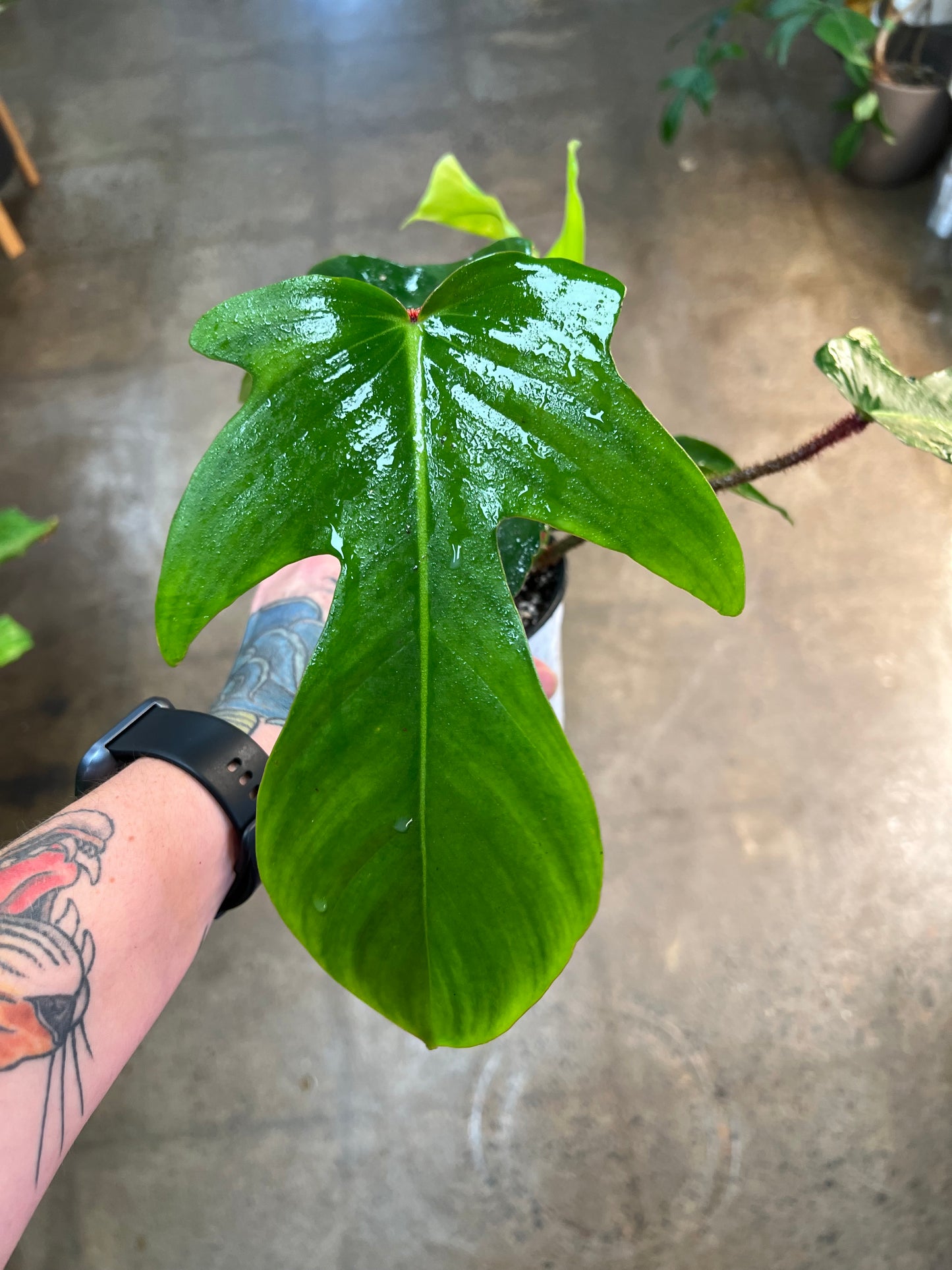 Philodendron Squamiferum