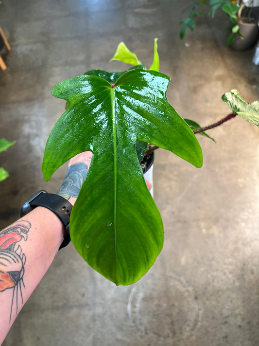 Philodendron Squamiferum