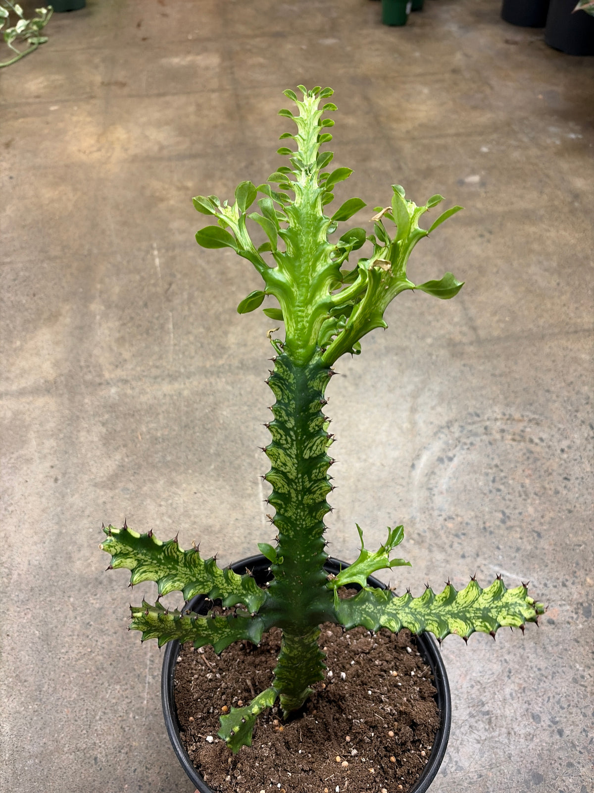 Euphorbia Trigona Mint Cream