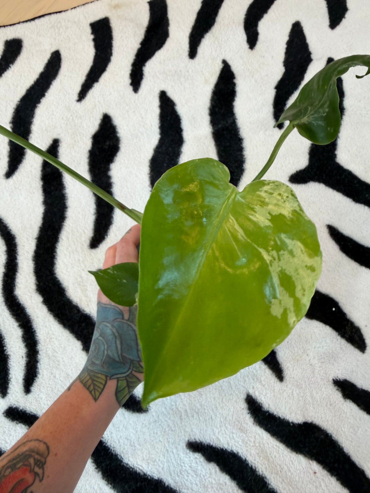Monstera Bulbasaur #16