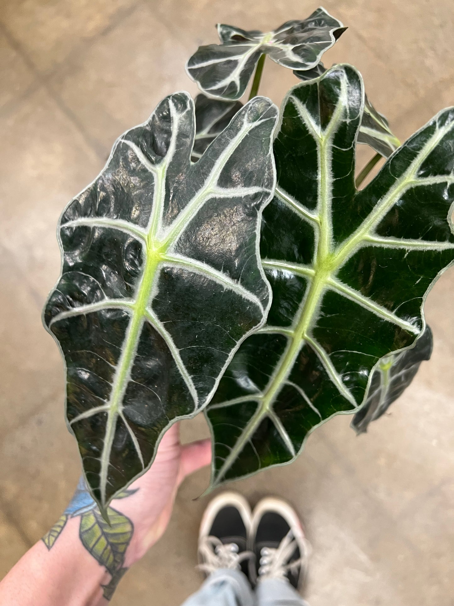 Alocasia Amazonica Polly