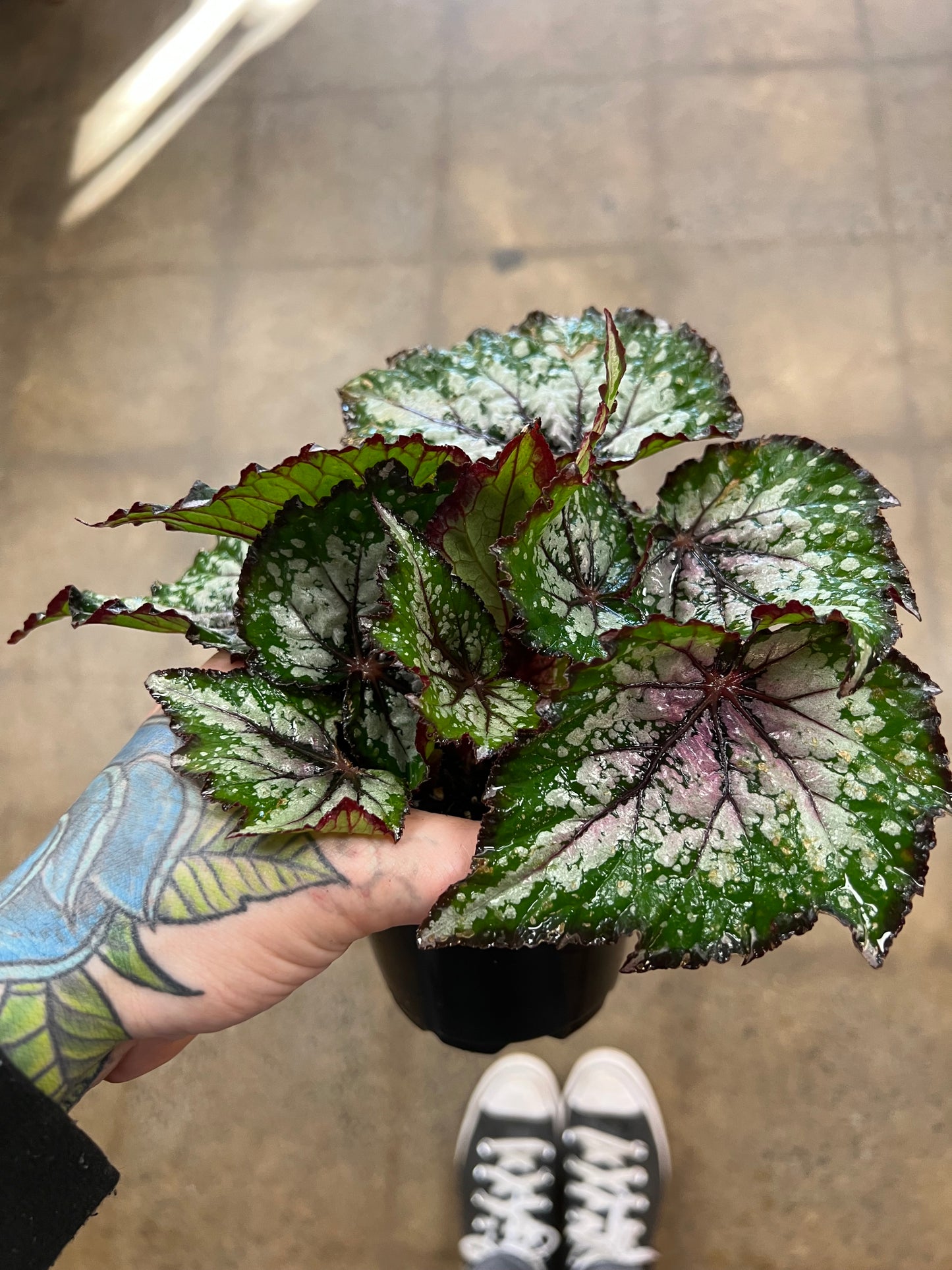 Begonia Foliage Rex