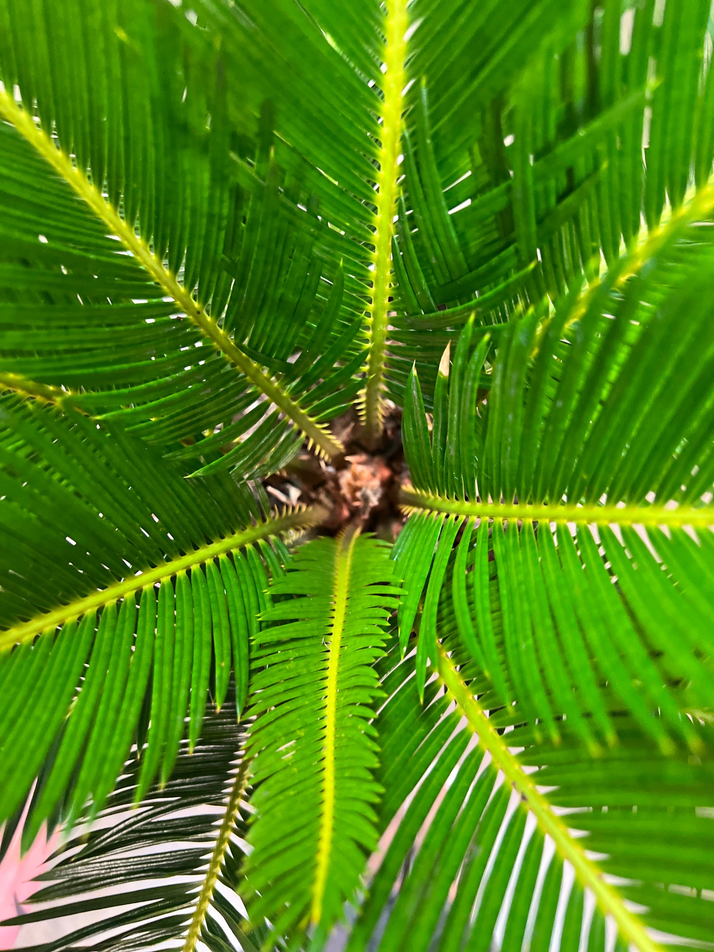 Cycas Revoluta