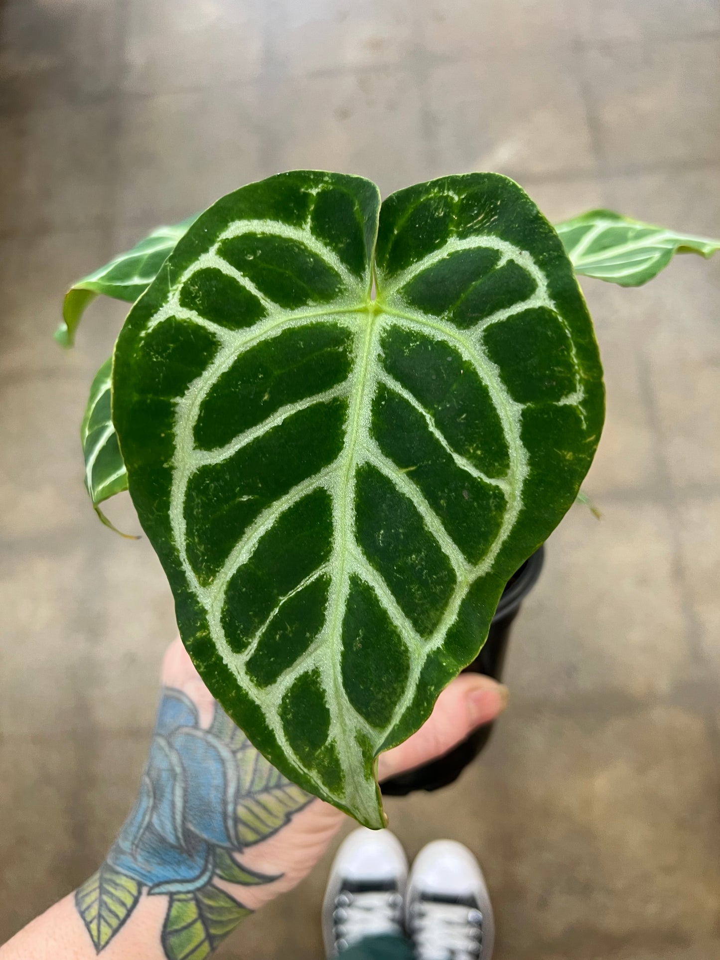 Anthurium Crystallinum Magnificum