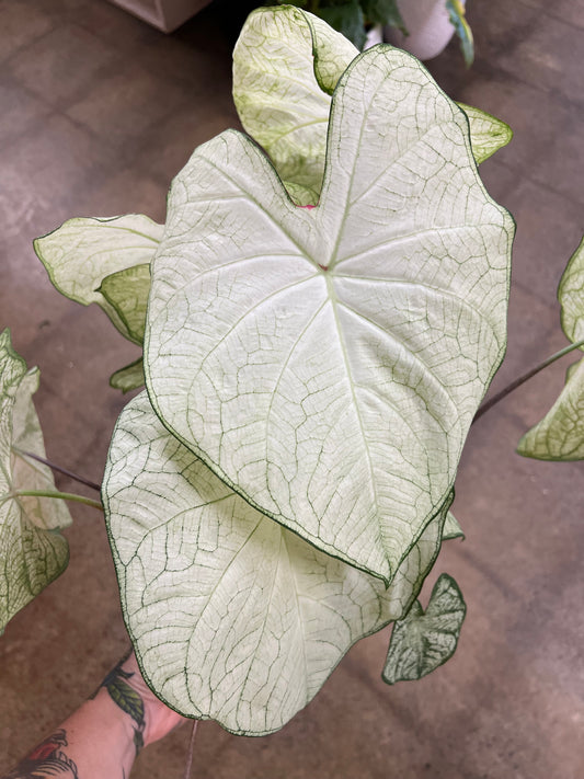 Caladium Moonlight