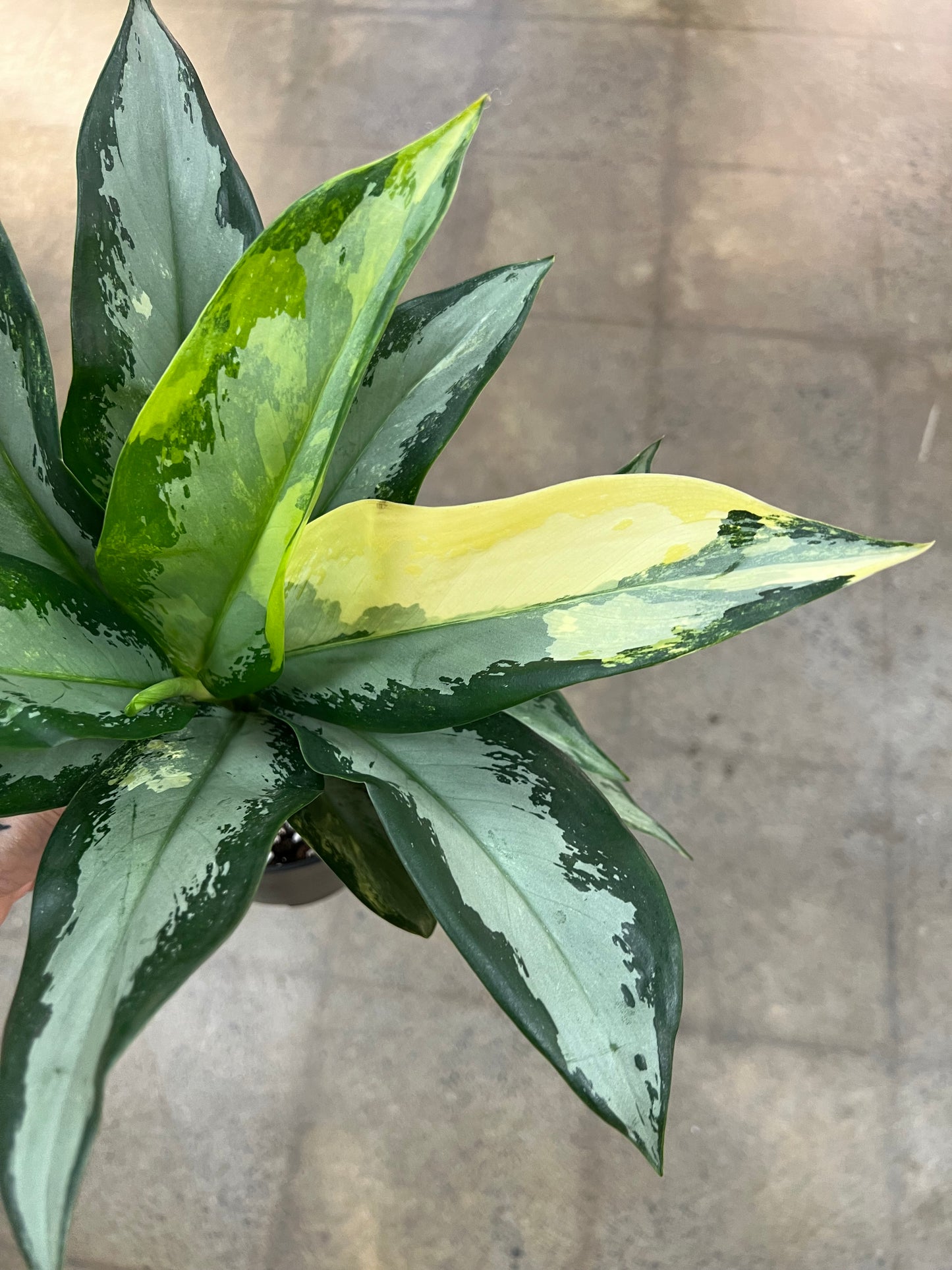 Aglaonema Suvarnabhumi Panaché