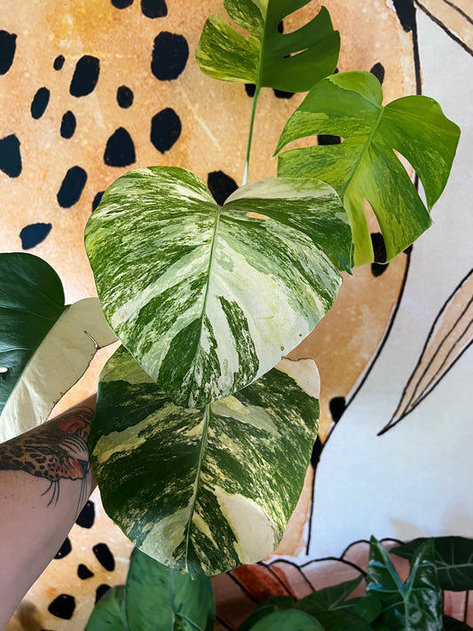 Monstera Aurea