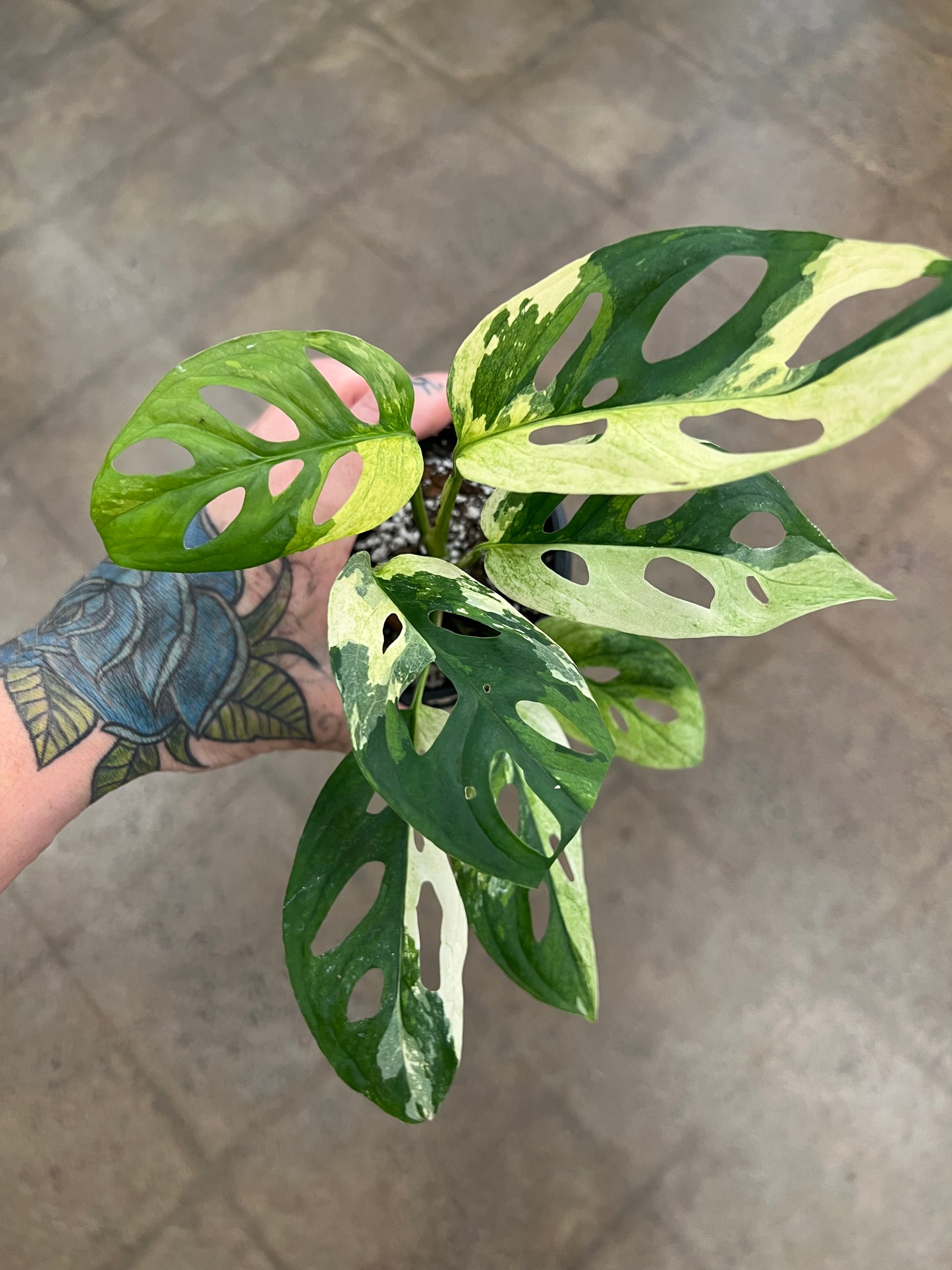 Monstera Adansonii Variegated