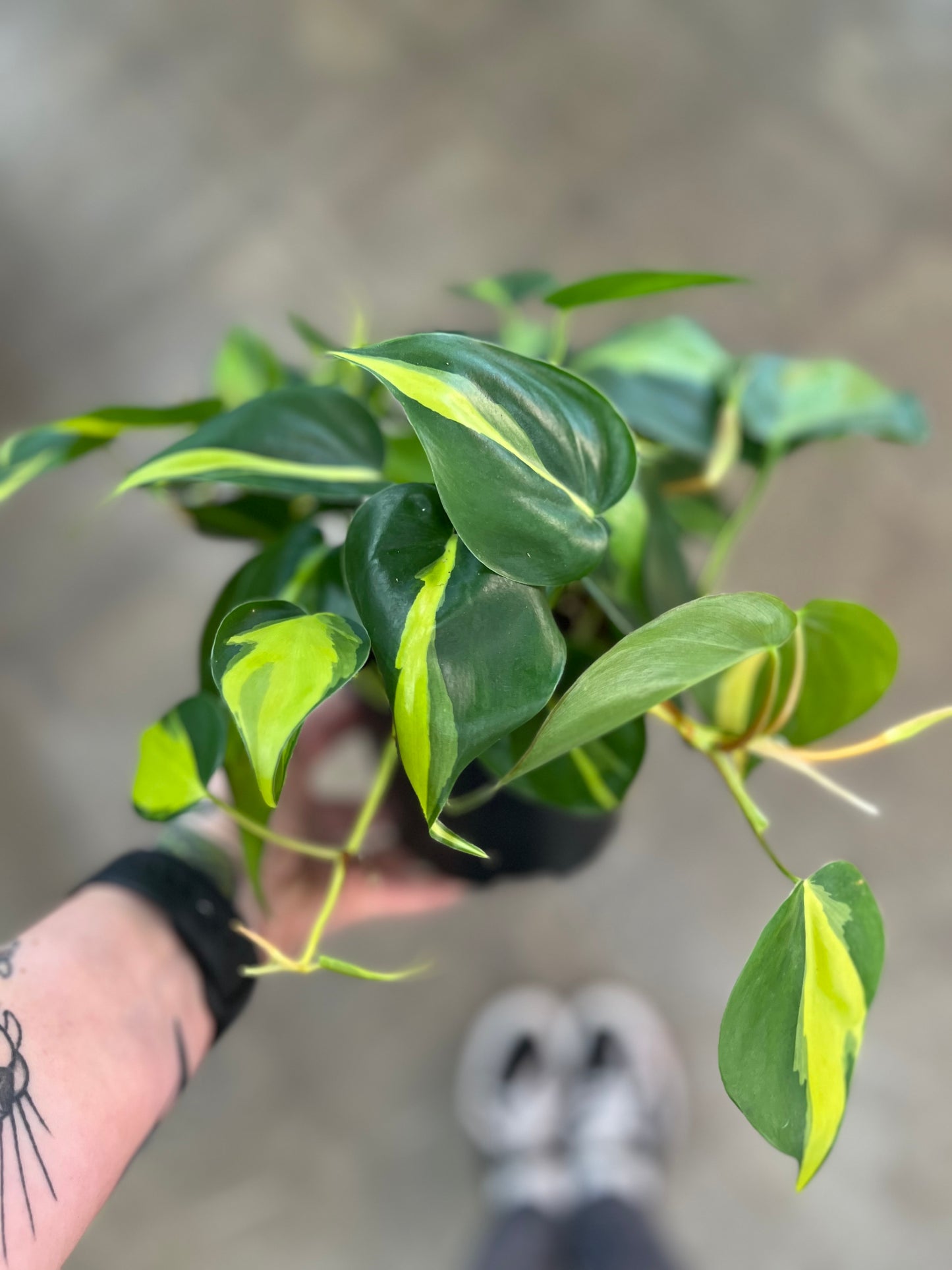 Philodendron Brazil