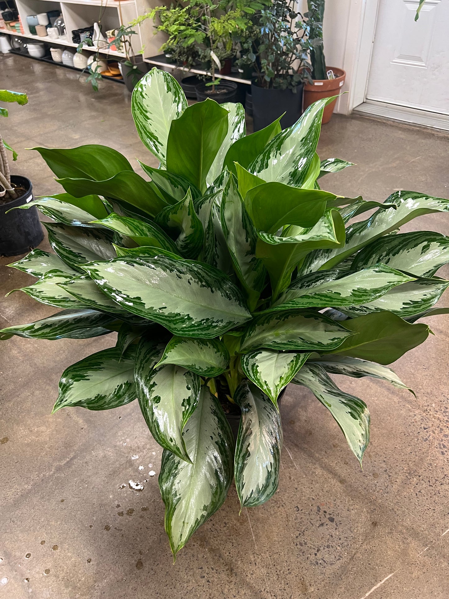 Aglaonema Silver Bay