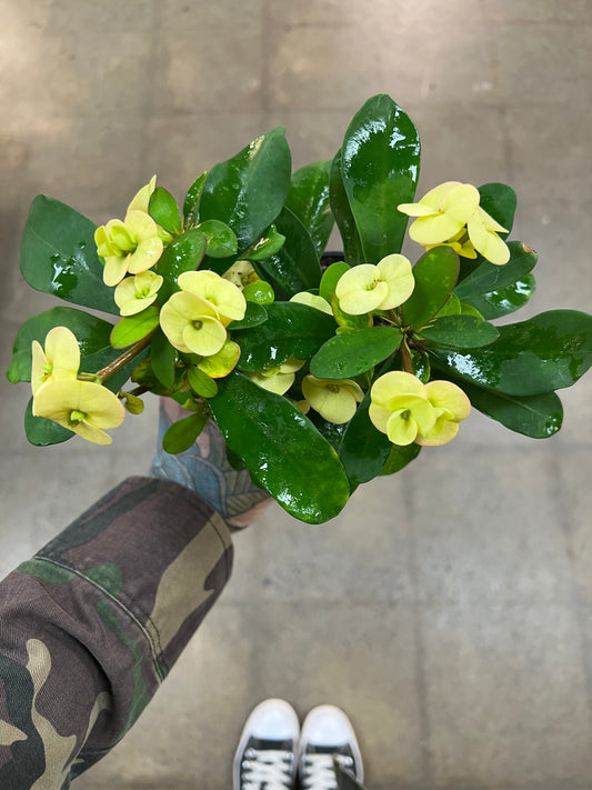 Euphorbia Milii Dinni