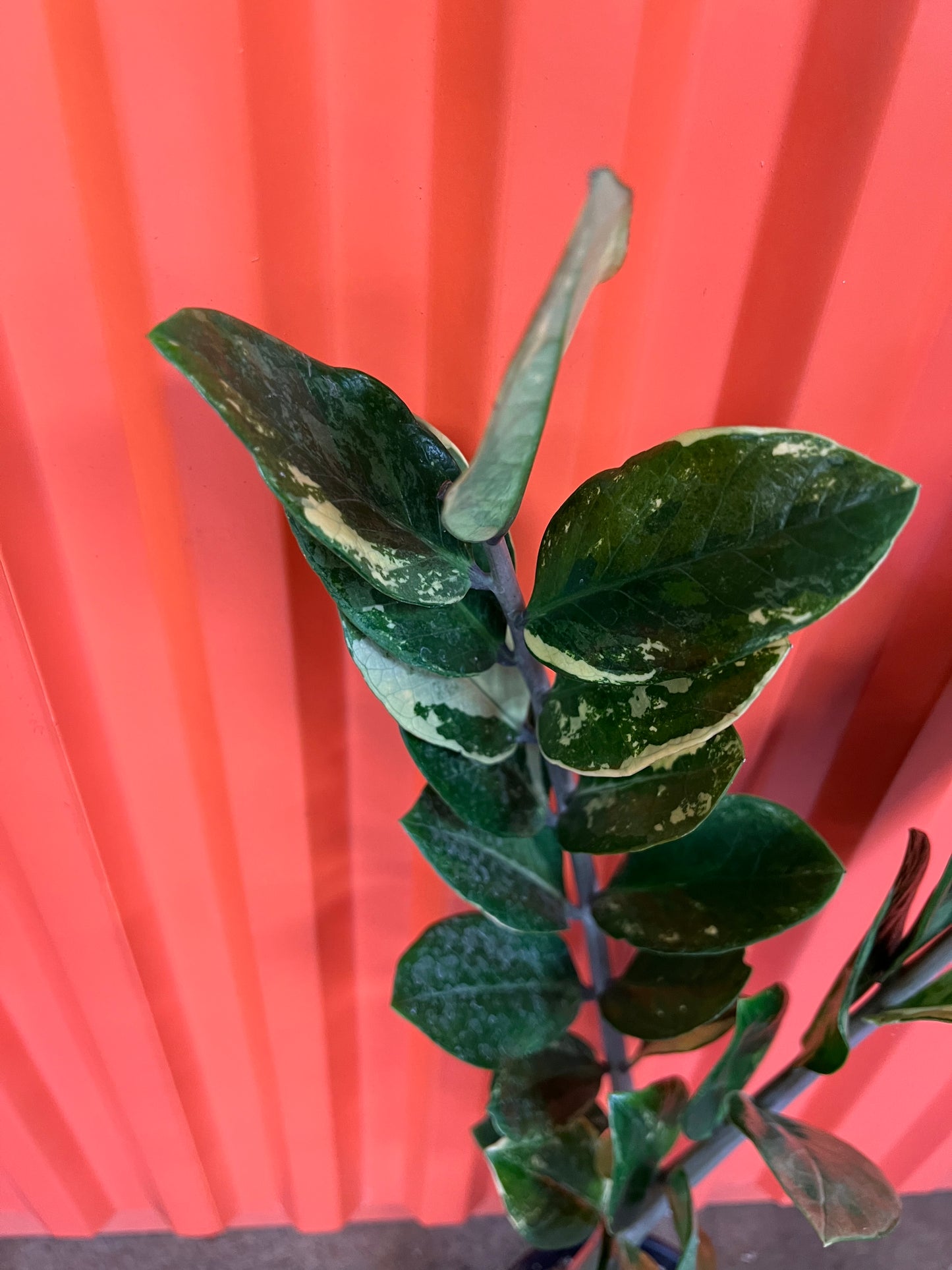 Zamioculcas Zamiifolia Variegata #2