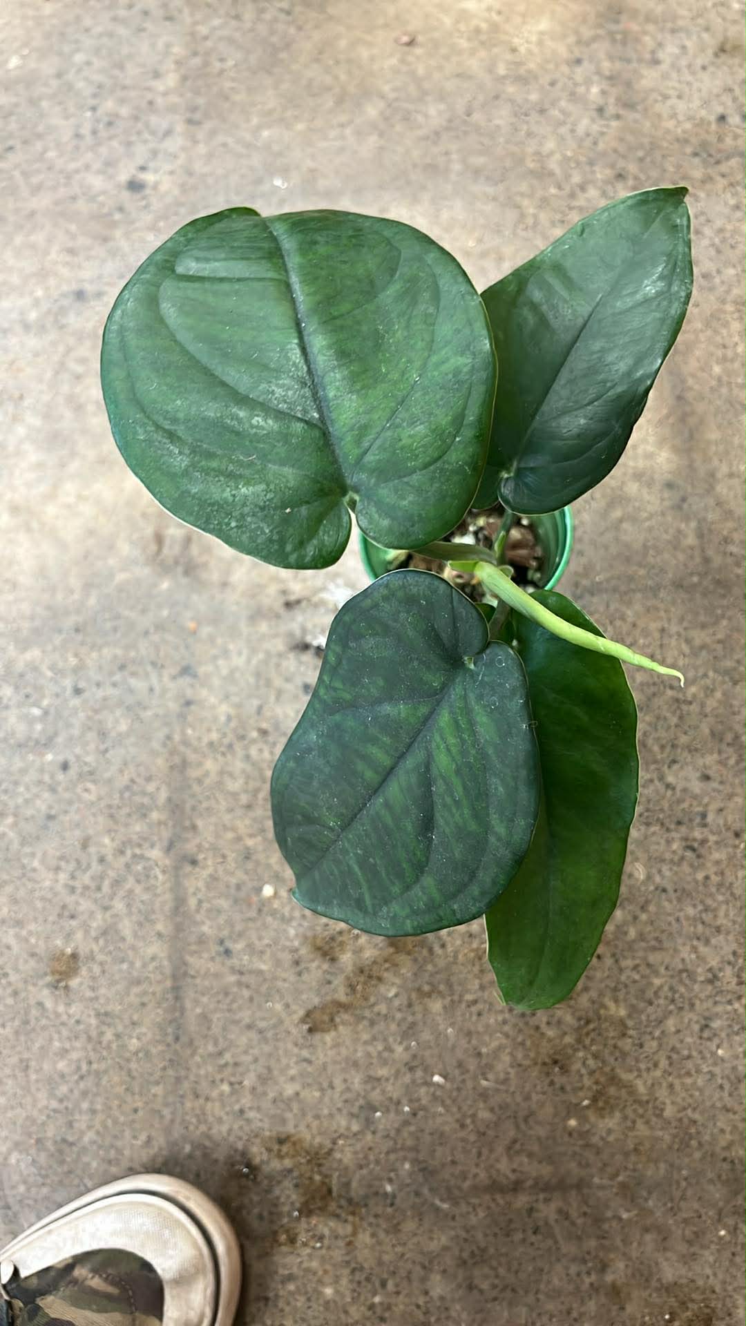 Syngonium Chiapense