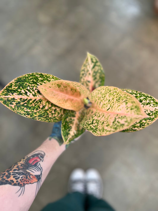 Aglaonema Orange Stardust