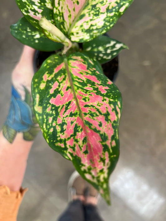 Aglaonema Rose