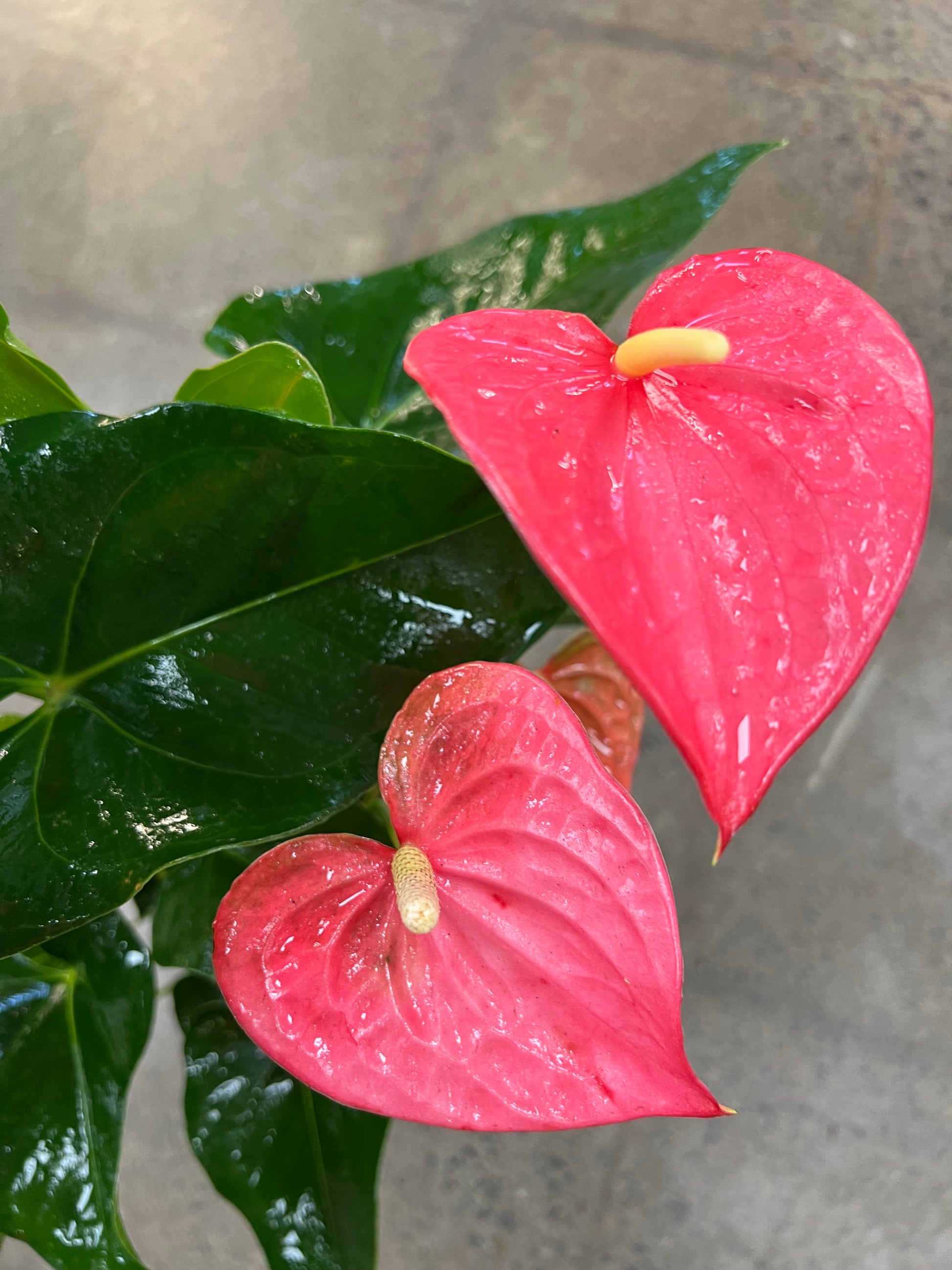 anthurium andreanum arrosage Anthurium Andreanum – jungleroseinc